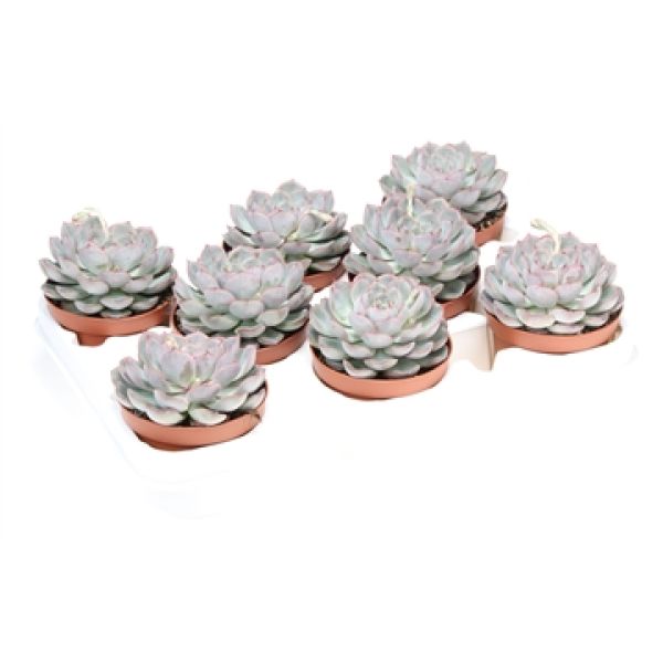 ECHEVERIA MYSTERY