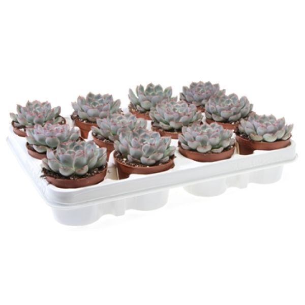 ECHEVERIA MYSTERY