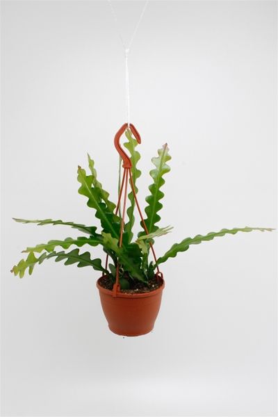 EPIPHYLLUM ANGULLIGER