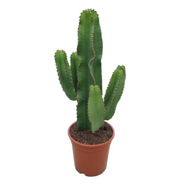 EUPHORBIA ABYSSINICA