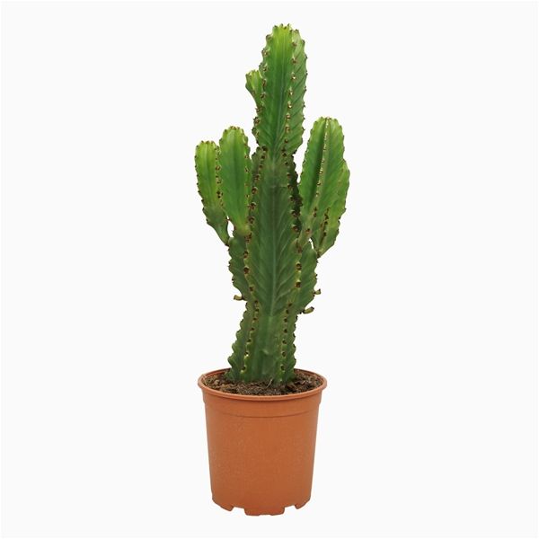 EUPHORBIA INGENS