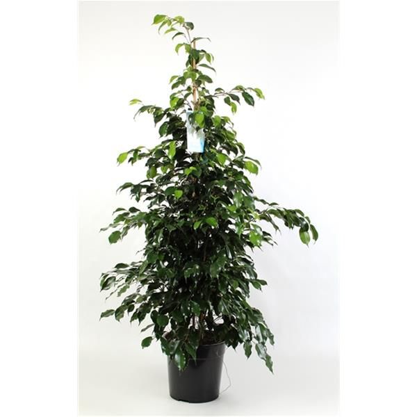 FICUS BENJAMINA DANIELLE