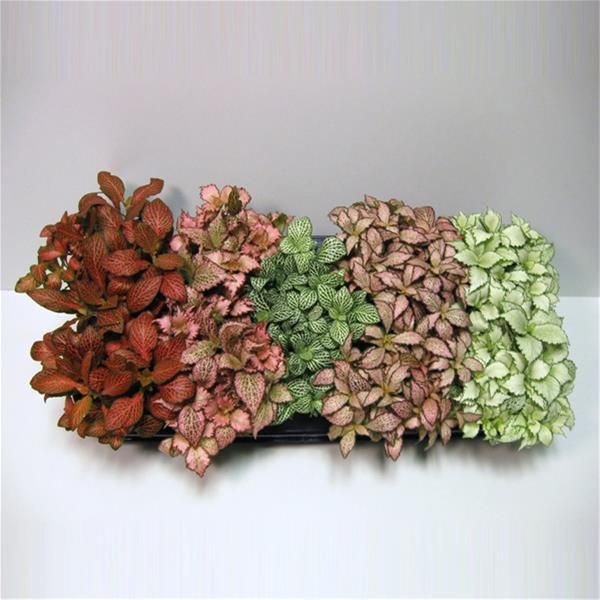 FITTONIA MIX