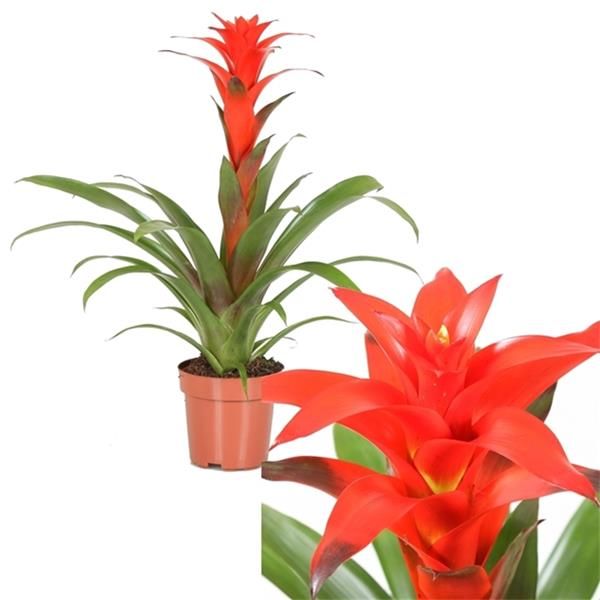 GUZMANIA CALYPSO
