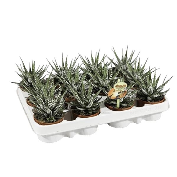 HAWORTHIA FASCIATA BIG BAND