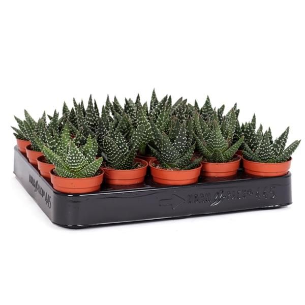 HAWORTHIA MARGRITIFERA