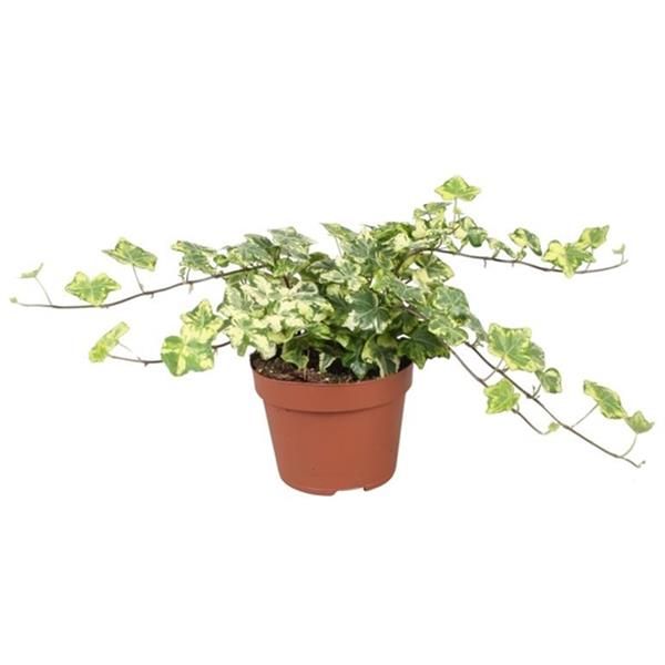 HEDERA HELIX EVA