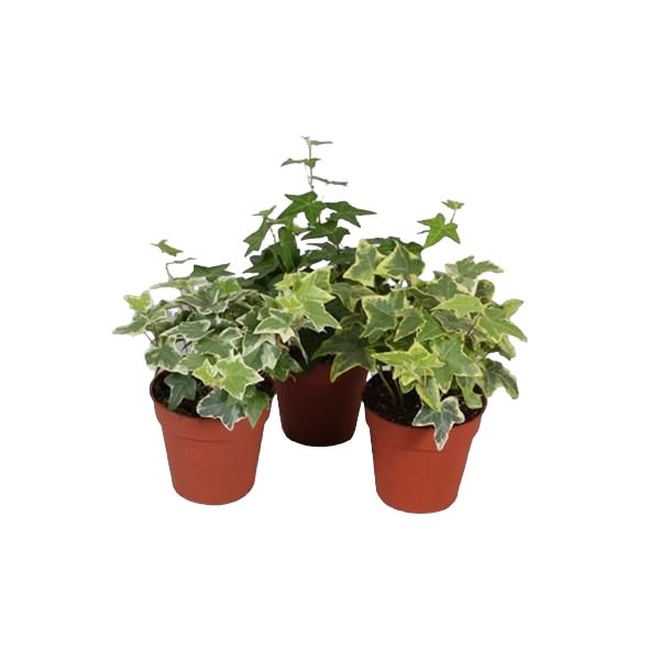 HEDERA HELIX MIX