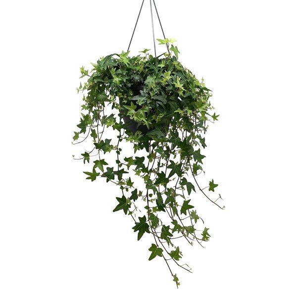 HEDERA HELIX SUSPENSION