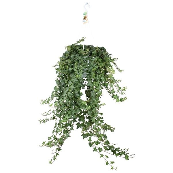 HEDERA PITTSBURG SUSPENSION