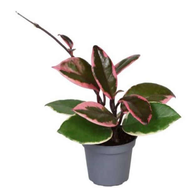HOYA FLAMINGO DREAM