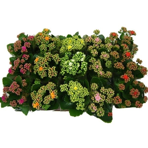 KALANCHOE CALANDIVA