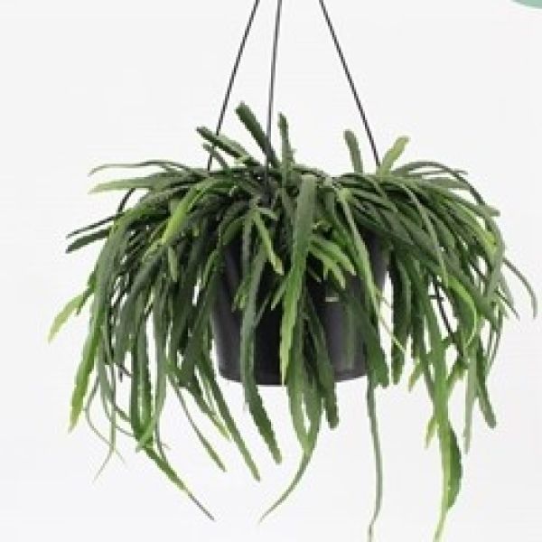 LEPISMIUM BOLIVIANUM