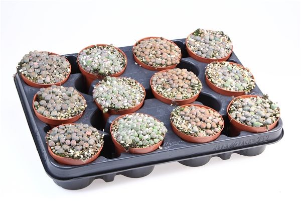 LITHOPS
