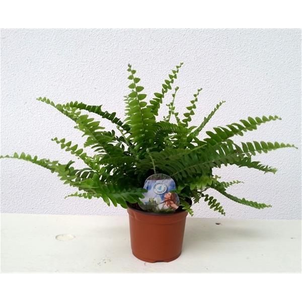 NEPHROLEPIS GREEN LADY