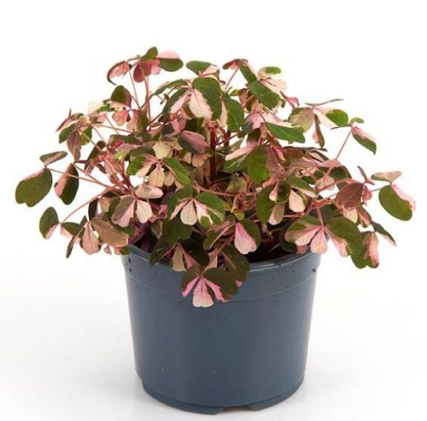 OXALIS VULCANICOLA