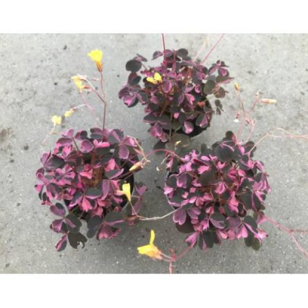 OXALIS VULCANICOLA