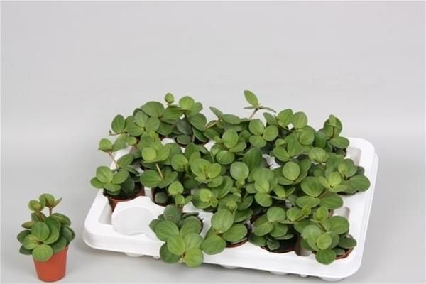 PEPEROMIA HOPE