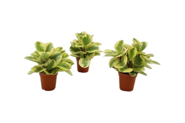 PEPEROMIA OPTIPAN BICOLOR