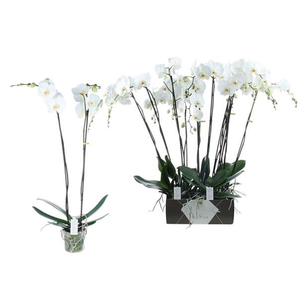 PHALAENOPSIS 2T BIJOUX DIAMOND