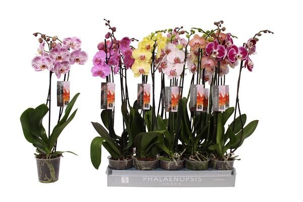 PHALAENOPSIS 2T MIX