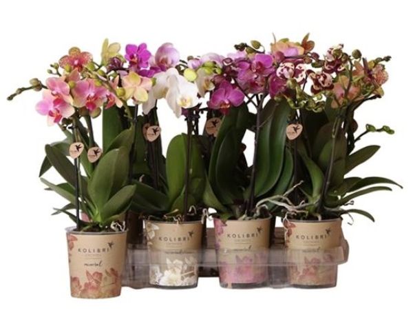 PHALAENOPSIS 2T MIX
