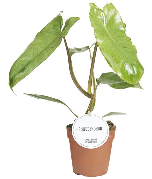PHILODENDRON PARAISO VERDE -S