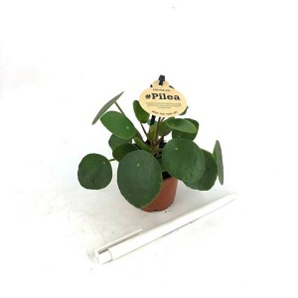 PILEA PEPEROMIODES