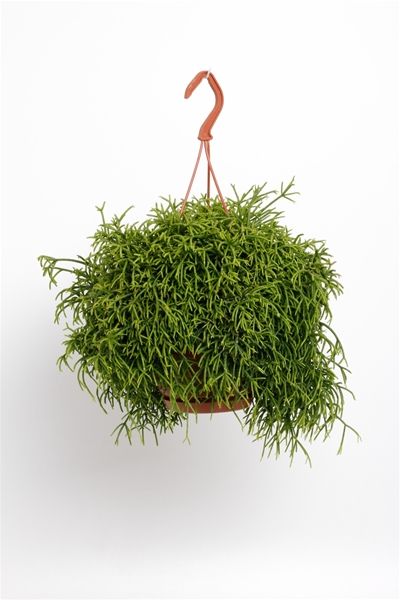 RHIPSALIS BACCIFERA OASIS