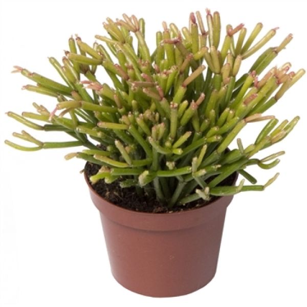 RHIPSALIS CLAVATA