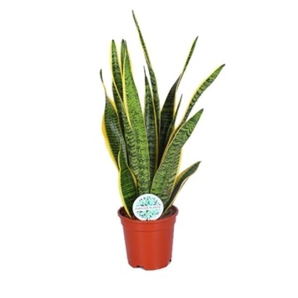 SANSEVERIA LAURENTII