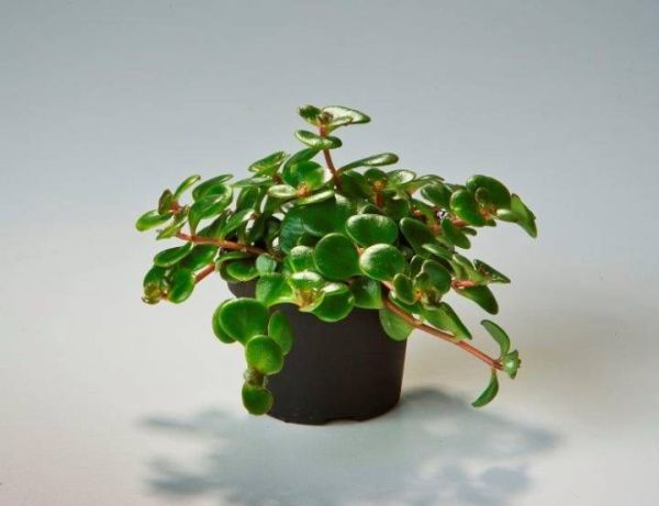 SEDUM MAKINOI