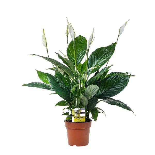SPATHIPHYLLUM PICO CUPIDO