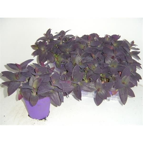 TRADESCANTIA PALIDA