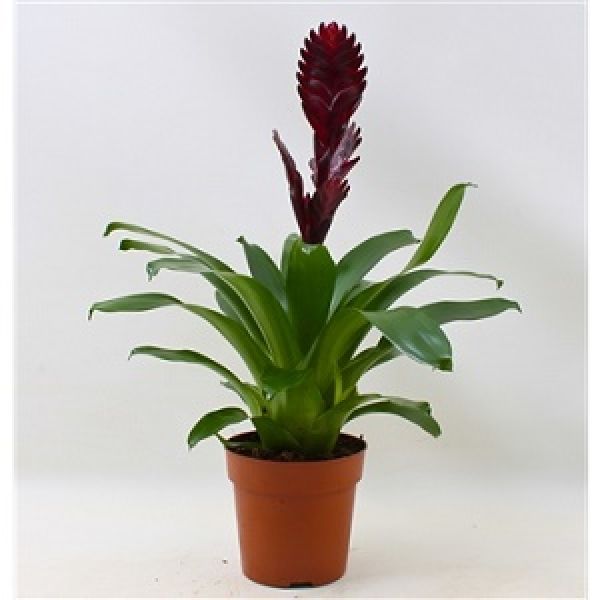 VRIESEA CATHY ROOD