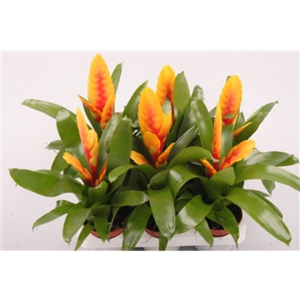 VRIESEA DELPHINUS