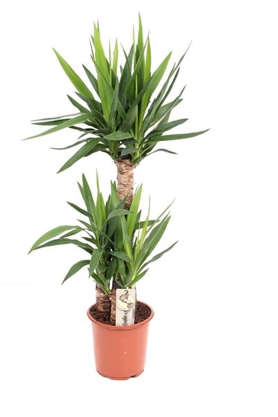 YUCCA ELEPHANT