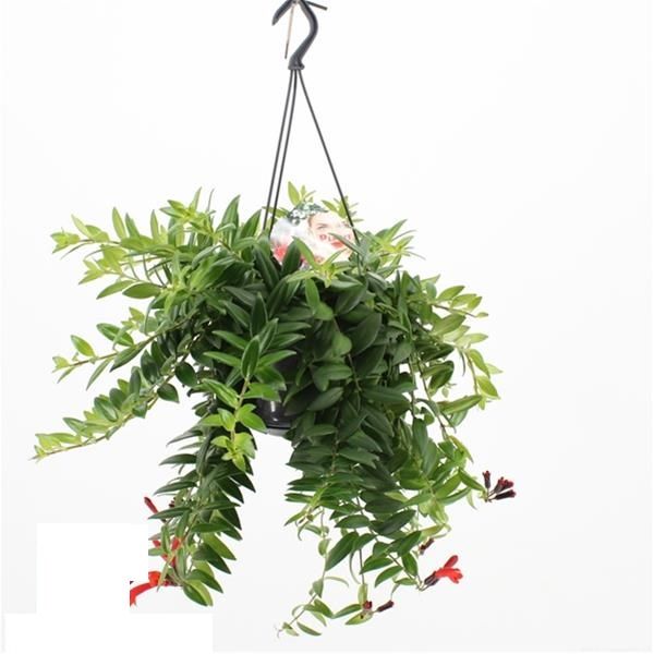 AESCHINANTHUS CAROLINE