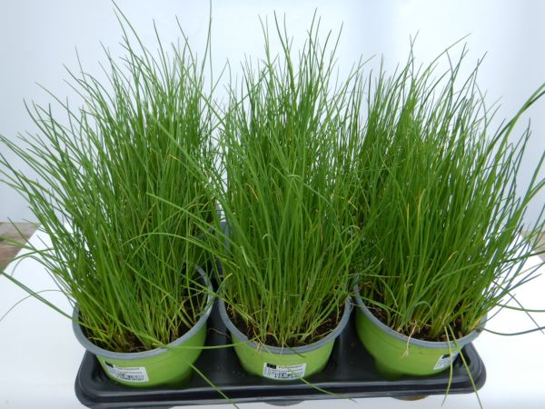 ALLIUM SCHOENOPRASUM