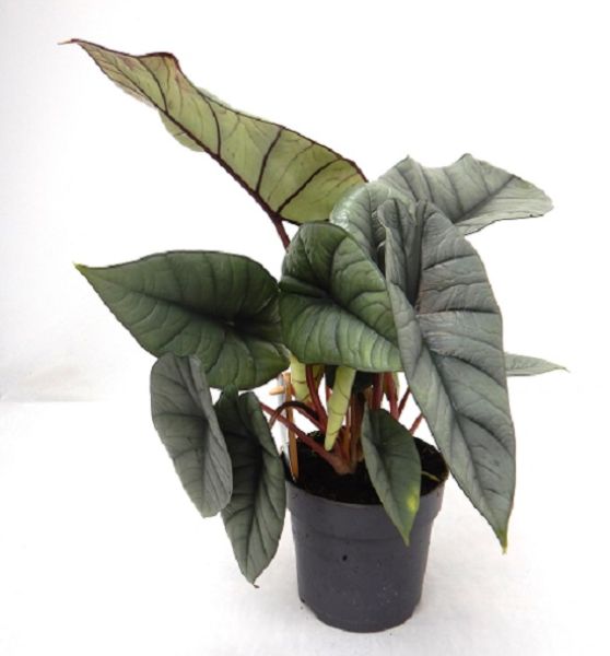 ALOCASIA PLATINIUM -S