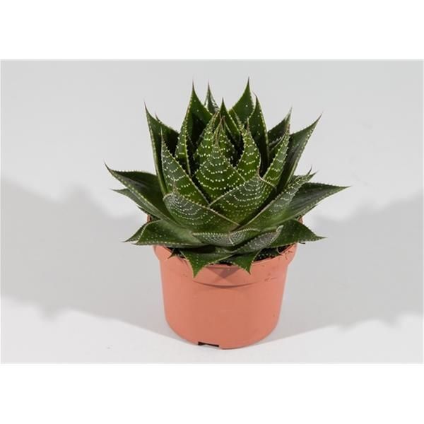 ALOE COSMO