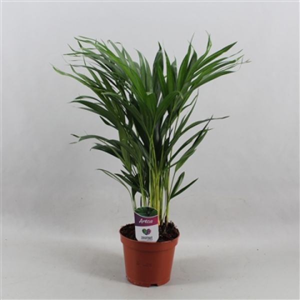 ARECA LUTESCENS