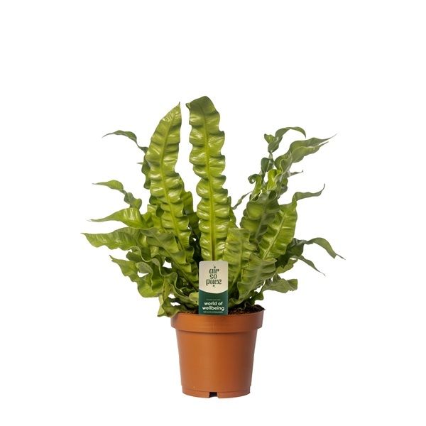 ASPLENIUM CRISPYWAVE