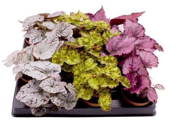 BEGONIA REX HYBRID MIX