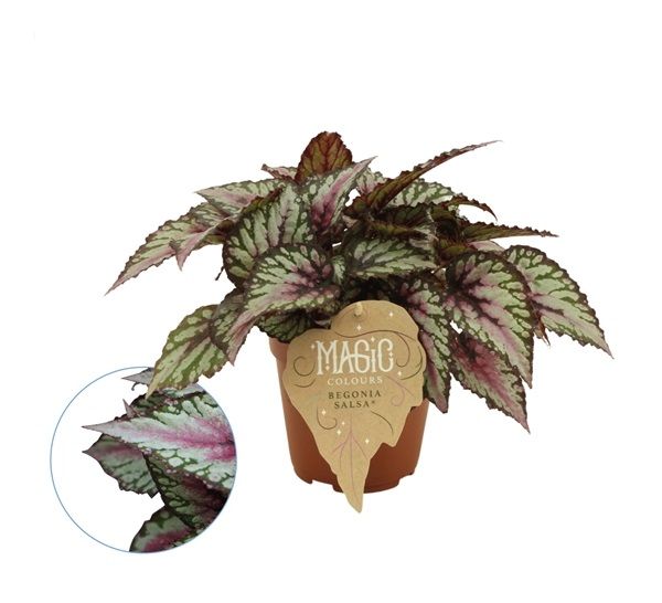 BEGONIA REX SALSA