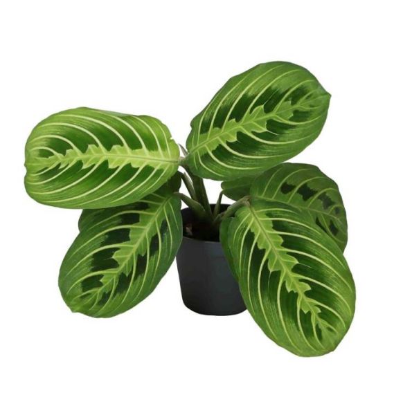 CALATHEA LEUCO. LEMON LIME