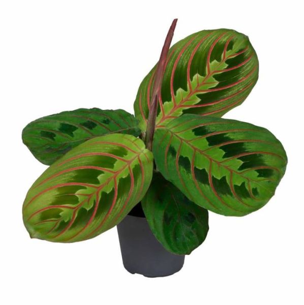 CALATHEA LEUCO. RED STRIPE