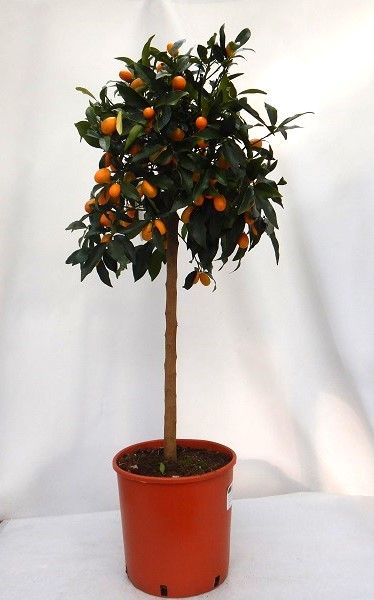CITRUS FORTUNELLA KUMQUAT TIGE