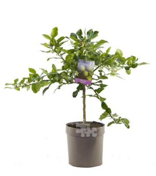 CITRUS HISTRIX COMBAVA