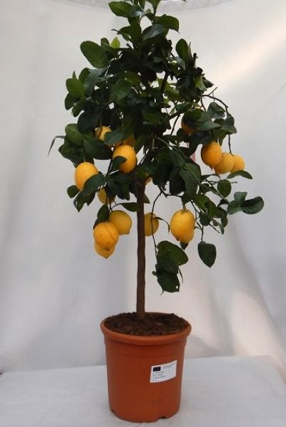 CITRUS LIMON TIGE
